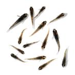 ( оризия ) нет выбор другой мир . Blue Eye me Dakar . рыба (5 шт )