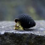 ( креветка *.) Mini золотой кролик * Sune -ru(1 шт )