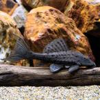 ( тропическая рыба ) новый orange ласты armor -do* Plecostomus tapajos( wild )(1 шт ) Hokkaido * Kyushu авиапочта необходимо теплоизоляция 