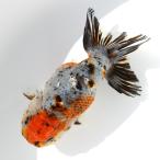 （国産金魚）一点物　江戸錦　１４ｃｍ±　志村養魚場（１匹）