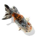 （国産金魚）一点物　江戸錦　１３ｃｍ±　志村養魚場（１匹）