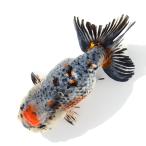 （国産金魚）一点物　江戸錦　１６ｃｍ±　志村養魚場（１匹）