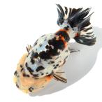 （国産金魚）一点物　江戸錦　１３ｃｍ±　志村養魚場（１匹）