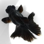 （国産金魚）一点物　蝶尾　１６ｃｍ±　志村養魚場（１匹）