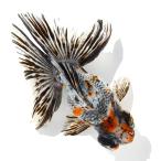 （国産金魚）一点物　蝶尾　１５ｃｍ±　志村養魚場（１匹）