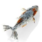 （国産金魚）一点物　江戸地金　１５ｃｍ±　志村養魚場（１匹）