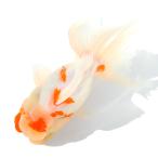 （国産金魚）一点物　桜東錦　１５ｃｍ±　志村養魚場（１匹）