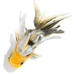 （国産金魚）一点物　ドラゴンスケールオランダ獅子頭　１６ｃｍ±　志村養魚場（１匹）