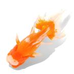 （国産金魚）一点物　オランダ獅子頭　１９ｃｍ±　志村養魚場（１匹）