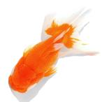 （国産金魚）一点物　オランダ獅子頭　２０ｃｍ±　志村養魚場（１匹）