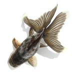 （国産金魚）一点物　ドラゴンスケール　オランダ獅子頭　１８ｃｍ±　志村養魚場（１匹）