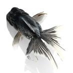 （国産金魚）一点物　オランダ獅子頭　１５ｃｍ±　志村養魚場（１匹）