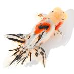 （国産金魚）一点物　東錦　１７ｃｍ±　志村養魚場（１匹）