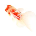 （国産金魚）一点物　桜東錦　１６ｃｍ±（１匹）