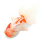 ( местного производства золотая рыбка ) один пункт предмет Sakura восток .15cm±(1 шт )