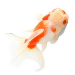 (国産金魚)一点物 桜東錦 15cm±(1匹)