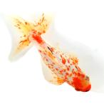 （国産金魚）一点物　ドラゴンスケール和金　１７ｃｍ±（１匹）