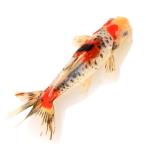 ( местного производства золотая рыбка ) один пункт предмет Dragon шкала Japanese wakin 17cm±(1 шт )