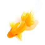 （国産金魚）一点物　黄金琉金　３歳　１８ｃｍ±　ヒレ癖有　木村養魚場（１匹）