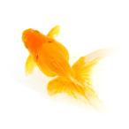 （国産金魚）一点物　黄金琉金　３歳　１７ｃｍ±　木村養魚場（１匹）