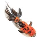 ( местного производства золотая рыбка ) один пункт предмет столица .... рыба место производство 19cm±(1 шт )