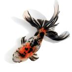 ( местного производства золотая рыбка ) один пункт предмет столица .... рыба место производство 19cm±(1 шт )