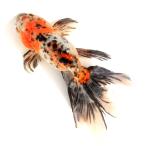 ( местного производства золотая рыбка ) один пункт предмет столица .... рыба место производство 19cm±(1 шт )