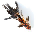 （国産金魚）一点物　オーロラ　２０ｃｍ±（１匹）