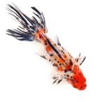 ( местного производства золотая рыбка ) один пункт предмет Aurora 20cm±(1 шт )