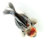 （金魚）一点物　オランダ獅子頭　ショートテール　約１４ｃｍ（外国産）（１匹）