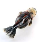 （金魚）一点物　オランダ獅子頭　ショートテール　１４ｃｍ±　（外国産）（１匹）