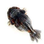 （金魚）一点物　オランダ獅子頭　ショートテール　１２ｃｍ±（外国産）（１匹）
