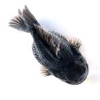 （金魚）一点物　オランダ獅子頭　ショートテール　約１２ｃｍ±（外国産）（１匹）
