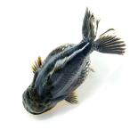 （金魚）一点物　オランダ獅子頭　ショートテール　１４ｃｍ±　（外国産）（１匹）