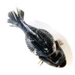 （金魚）一点物　オランダ獅子頭　ショートテール　１６ｃｍ±（外国産）（１匹）