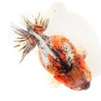 ショッピング金魚 （金魚）一点物　オランダ獅子頭　ショートテール　約１３ｃｍ（外国産）（１匹）