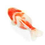 （金魚）一点物　オランダ獅子頭　ショートテール　約１７ｃｍ（外国産）（１匹）