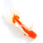 （国産金魚）一点物　日本オランダ獅子頭　１７ｃｍ±（１匹）