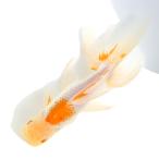 （国産金魚）一点物　日本オランダ獅子頭　１９ｃｍ±（１匹）