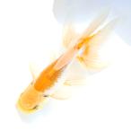 （国産金魚）一点物　日本オランダ獅子頭　１７ｃｍ±（１匹）