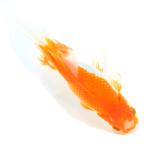 （国産金魚）一点物　日本オランダ獅子頭　１７ｃｍ±（１匹）