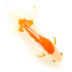 （国産金魚）一点物　日本オランダ獅子頭　１７ｃｍ±（１匹）