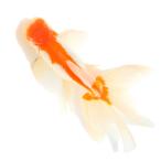 （国産金魚）一点物　日本オランダ獅子頭　１６ｃｍ±（１匹）