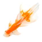 ショッピング金魚 （国産金魚）一点物　日本オランダ獅子頭　１７ｃｍ±（１匹）