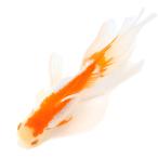 ショッピングメダカ （国産金魚）一点物　日本オランダ獅子頭　１４ｃｍ±（１匹）
