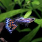 ( тропическая рыба ) L серебристый ladomo The ik* Guppy ( местного производства Guppy )(1 пара ) Hokkaido * Kyushu авиапочта необходимо теплоизоляция 