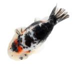 ( золотая рыбка ) один пункт предмет золотая рыбка 11cm±( иностранного производства )(1 шт ) Hokkaido * Kyushu авиапочта необходимо теплоизоляция 