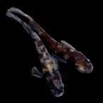 （めだか）一点物　和墨白銀メダカ（１ペア）