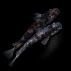 （めだか）一点物　和墨白銀メダカ（１ペア）