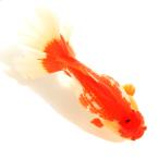 ( золотая рыбка ) один пункт предмет .. Голландия Lion Mask rose tail 14cm±( Indonesia производство )(1 шт )